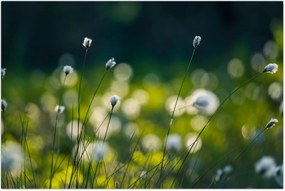 Tablou - Iarbă (90x60 cm)