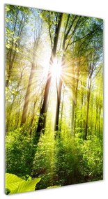 Tablou pe sticlă acrilică Soare în pădure