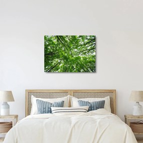 Tablou pe sticlă - privire în coroanele pomilor (70x50 cm)
