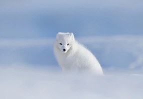 Fototapet - Vulpe polară (147x102 cm)