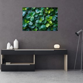 Tablou - Plante verzi (90x60 cm)