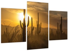 Tablou - Cactuși Saguaro (90x60 cm)