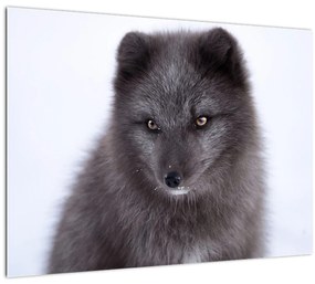 Tablou cu vulpe polară (70x50 cm)