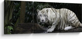 Tablou - Tigru alb (cu ceas) (90x30 cm)