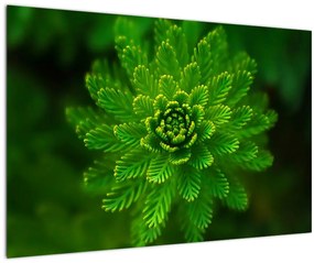Tablou cu coniferi (90x60 cm)