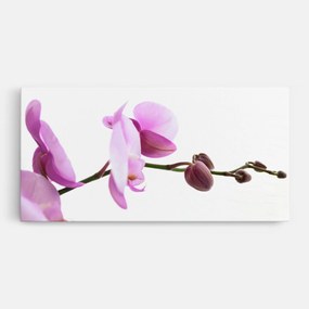 Tablou Canvas, 100x200cm, Dormitor si Living, Flori, Orhidee, Purple Orchid On White