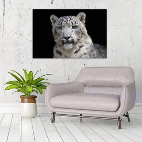 Tablou - Snow Leopard (90x60 cm)