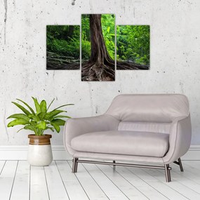 Tablou - Copac bătrîn cu rădăcini (90x60 cm)