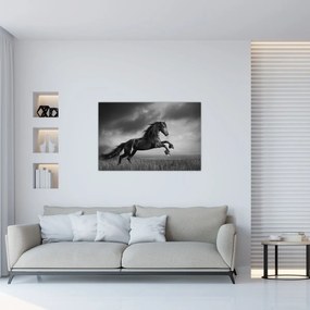 Tablou - Cal alb și negru (90x60 cm)
