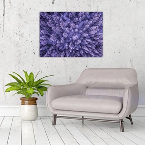 Tablou pe sticlă cu copacii înzăpeziți (70x50 cm)