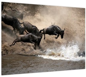 Tablou - Turmă de gnu (70x50 cm)
