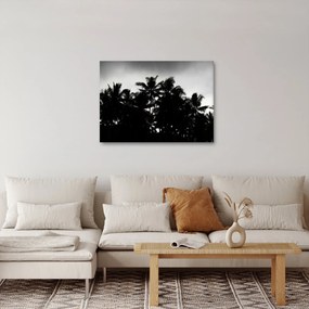 Tablou alb negru - palmieri (70x50 cm)