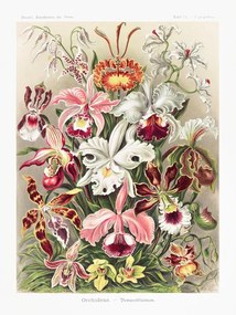 Reproducere Orchideae–Denusblumen, Ernst Haeckel