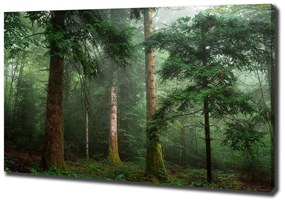 Pictură pe pânză Ceață în pădure