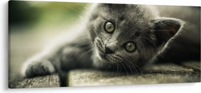 Tablou cu pisicuța (120x50 cm)