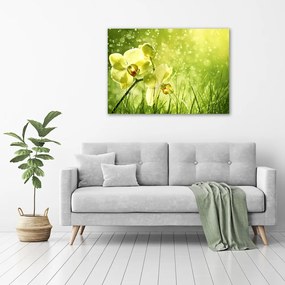 Tablou pe pânză canvas Orhidee