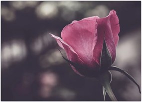 Tablou - Detaliu florii de trandafir (70x50 cm)