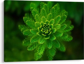 Tablou cu coniferi (70x50 cm)