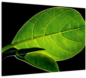 Tablou - frunză verde (70x50 cm)