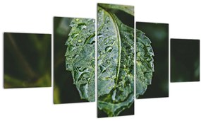 Tablou - picături pe frunză (125x70 cm), în 40 de alte dimensiuni noi