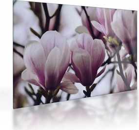 Tablou pe sticlă - Magnolie (70x50 cm)