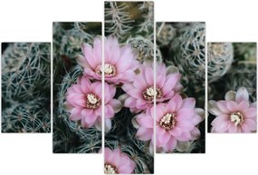 Tablou floare de cactus (150x105 cm)