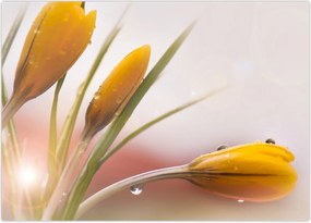 Tablou - Flori de primăvară (70x50 cm)