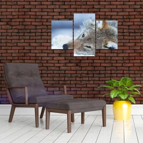 Tablou - Lup (90x60 cm)