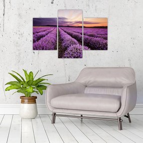 Tablou - Câmp de lavandă la apus de soare (90x60 cm)