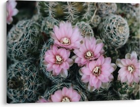 Tablou floare de cactus (70x50 cm)