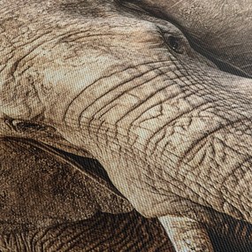Tablou - Elefant african (70x50 cm)