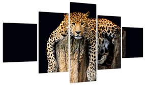 Tablou cu gepard (125x70 cm), în 40 de alte dimensiuni noi