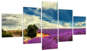 Tablou cu câmp de lavandă (125x70 cm), în 40 de alte dimensiuni noi