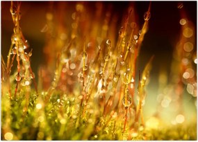 Tablou - Detaliu rouă (70x50 cm)