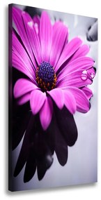 Imprimare tablou canvas Gerbera roz