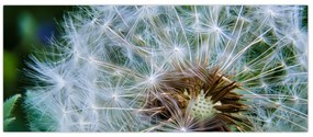 Tabloul cu păpădie desflorit (120x50 cm)
