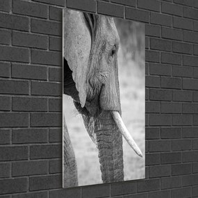 Tablou pe sticlă acrilică Elefant