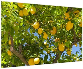 Tablou - Lămâiță (90x60 cm)