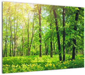 Tablou pe sticlă - Pădurea cu frunze de primăvară (70x50 cm)