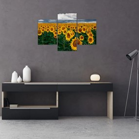 Tablou câmpului de floarea soarelui (90x60 cm)