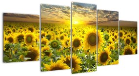 Tablouri - floarea-soarelui (150x70cm)