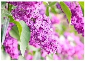 Fototapet - Lilac flowers