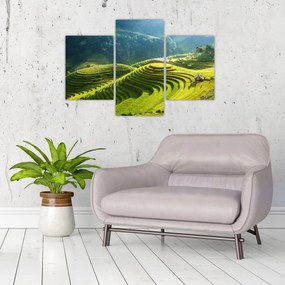 Tablou - Concert Terase de orez (90x60 cm)