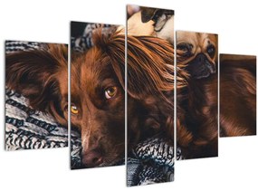 Tablou cu câini dormind (150x105 cm)