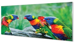 Tablouri pe sticlă copac papagal colorat