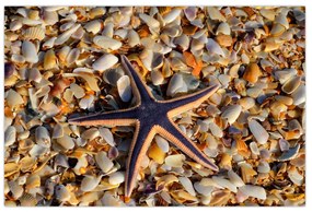 Tablou cu stea de mare (90x60 cm)