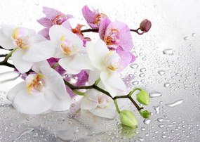 Fototapete, Crengute de orhidei Art.01155