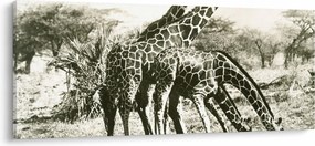 Tablou - Girafe, de epocă (120x50 cm)