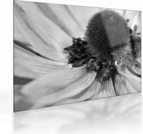 Tablou pe sticlă - Floare în alb-negru (70x50 cm)