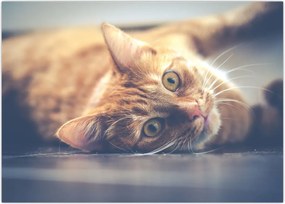 Tablou - Pisici pe podea (70x50 cm)